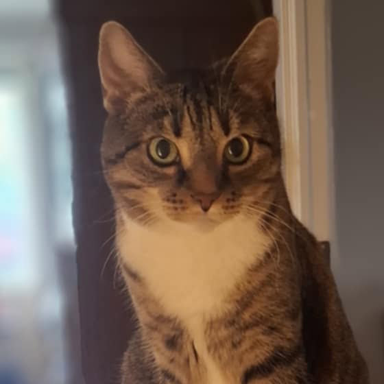 katt2