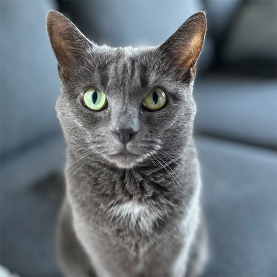 katt1
